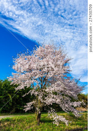 在Maniwa市的櫻桃樹 27430709