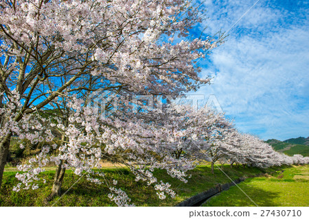 在Maniwa市的櫻桃樹 27430710
