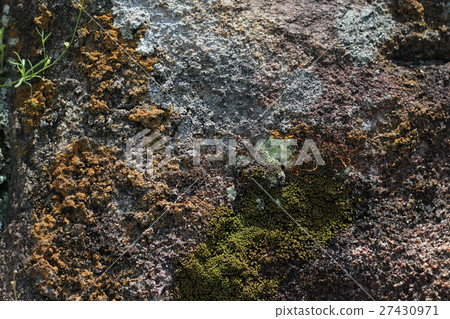 Rough rough skin 27430971