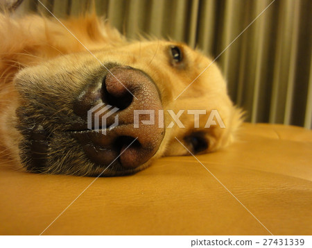 困金毛獵犬 27431339