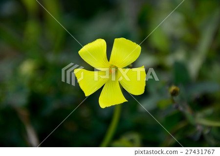 Yellow flower of Oh Kibana clover 27431767