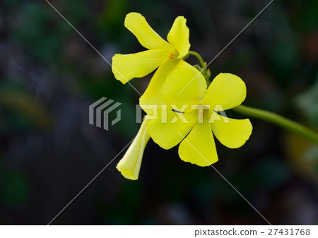 哦Kibana三葉草黃色花 27431768
