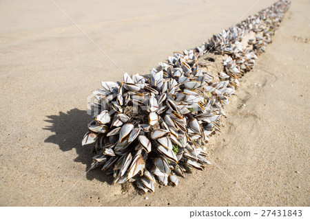 Gooseneck barnacles Gooseneck barnacles 27431843
