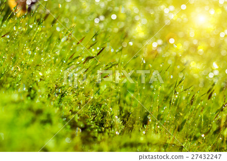 Bark and moss 27432247