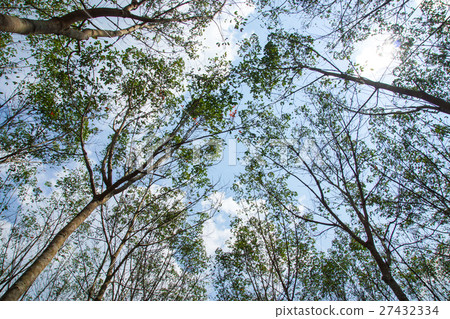 landscape of rubber trees 27432334