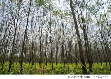 landscape of rubber trees landscape of rubber trees 27432336