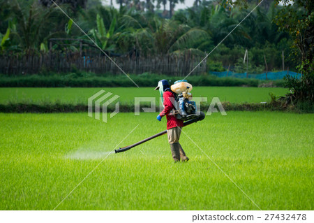 Farmers were spraying herbicides in rice field. 27432478