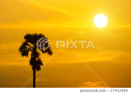 Sugar palm trees with sunset. Sugar palm trees with sunset. 27432495