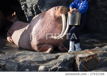 Walrus and keeper 27432586