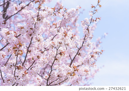 Sakura (high key) 27432621