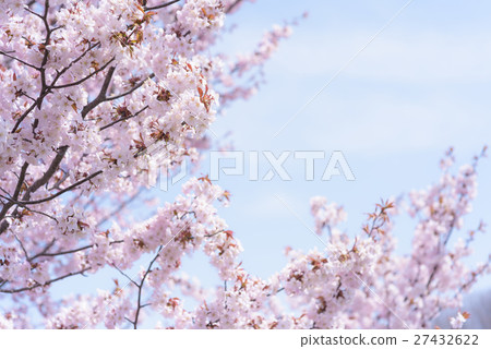Sakura (high key) Sakura (high key) 27432622