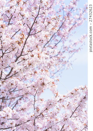 Sakura (high key) 27432623