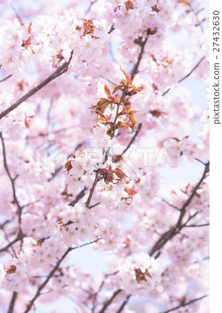 Sakura (high key) 27432630