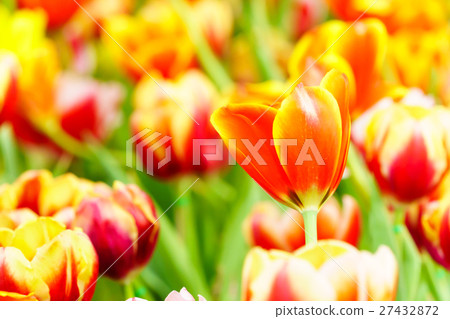Orange yellow tulip in garden 27432872