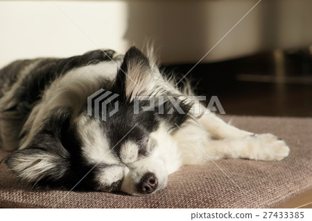 睡在Hidari的奇瓦瓦狗 睡在Hidari的奇瓦瓦狗 27433385