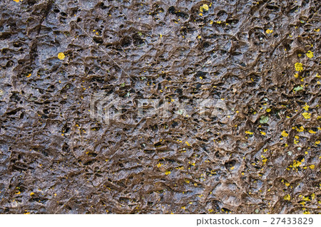 Close-up of stone covered by lichen Close-up of stone covered by lichen 27433829