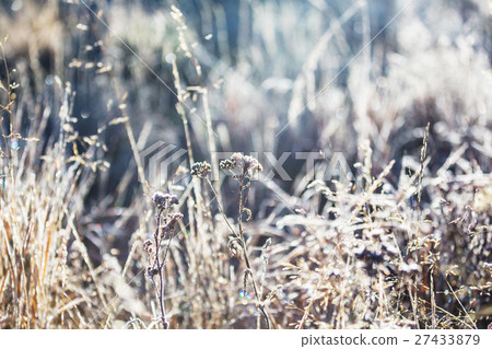 Frozen grass 27433879