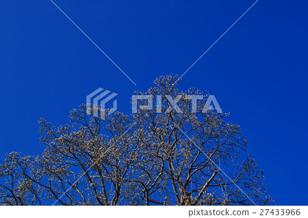 Dead tree and blue sky Winter image Bud waiting for spring 27433966