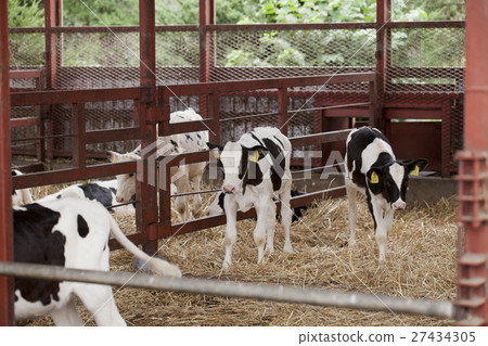 Animal cattle 27434305