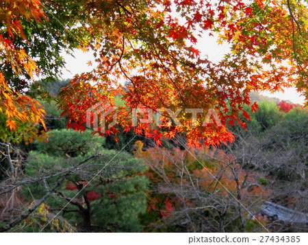 Autumn leaves 27434385