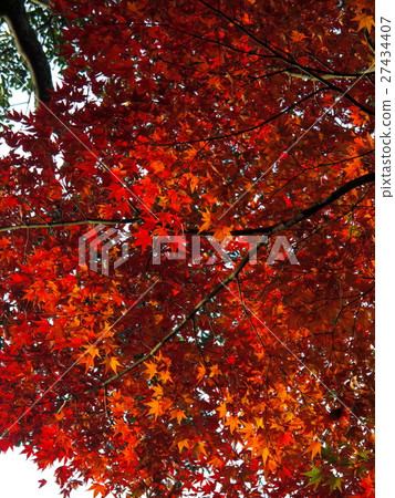 Autumn leaves 27434407