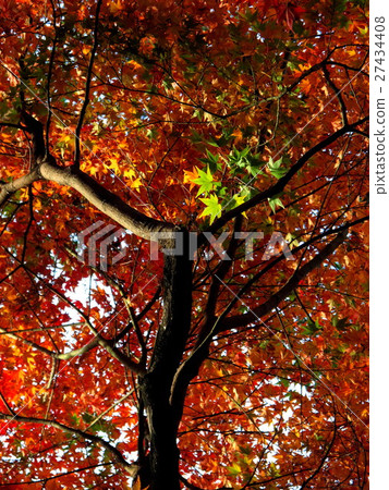 Autumn leaves Autumn leaves 27434408