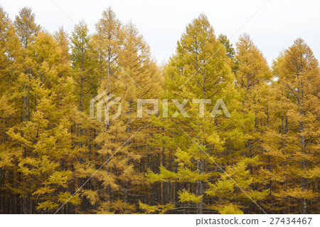 Aki Senjakahara 1 27434467