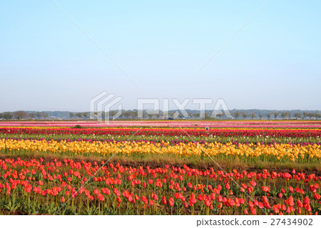 Sakura Furusato Square, Tulip 27434902