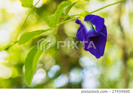 butterfly pea flower (pea flower) 27434980