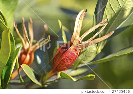 Gardenia fruit of January 27435496