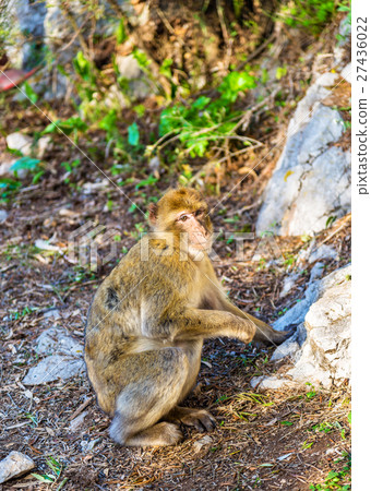 Barbary macaque at the Upper Rock of Gibraltar 27436022