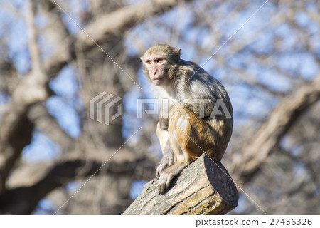  Rhesus monkey 27436326
