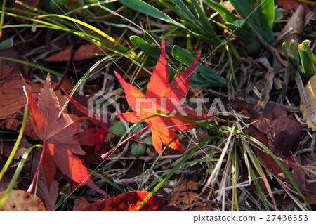 Autumn leaves 46 27436353