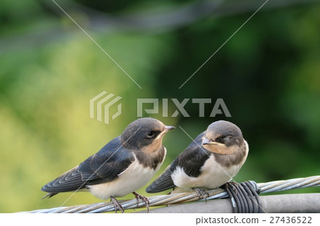 燕子的築巢小雞 燕子的築巢小雞 27436522