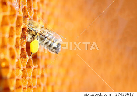 Macro photo of bee pollen. Apiculture. Apitherapy. Macro photo of bee pollen. Apiculture. Apitherapy. 27436618