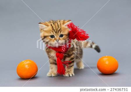 Little kitten British marble in a red scarf Little kitten British marble in a red scarf 27436731