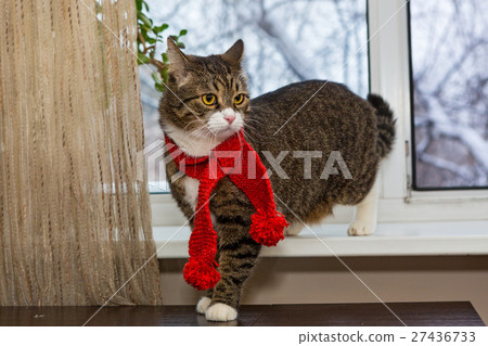 Cat in a red scarf sits on the windowsill Cat in a red scarf sits on the windowsill 27436733
