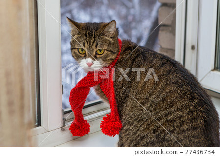 Cat in a red scarf sits on the windowsill Cat in a red scarf sits on the windowsill 27436734