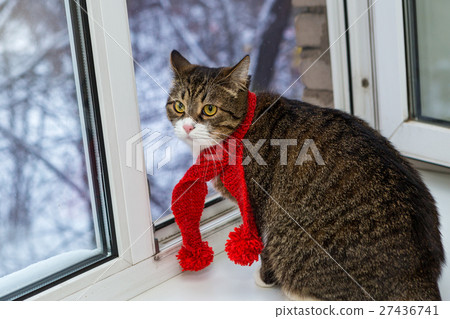 Cat in a red scarf sits on the windowsill Cat in a red scarf sits on the windowsill 27436741