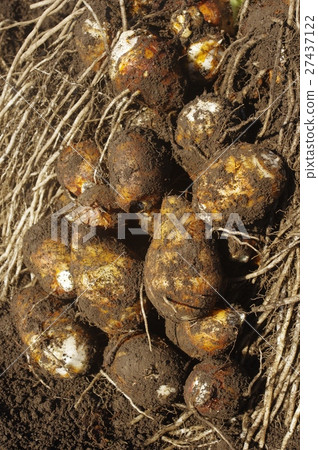 Freshly harvested taro Freshly harvested taro 27437122