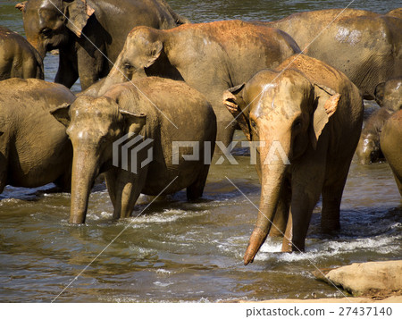 Elephant bathing at the orphanage Elephant bathing at the orphanage 27437140