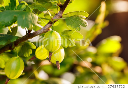 Gooseberry in the garden with sunlight 27437722
