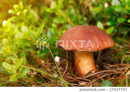 Porcino mushroom growing in the forest 27437747