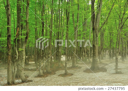 Spring beech forest Spring beech forest 27437795