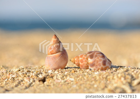 Seashell on the beach 27437813