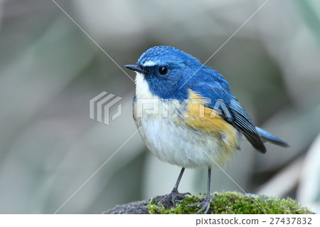 Ruribitaki的男性 27437832