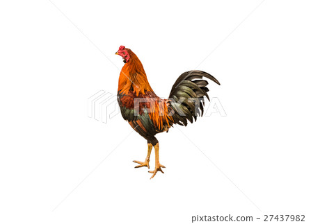 chicken bantam, Rooster isolated on white (Die cut 27437982