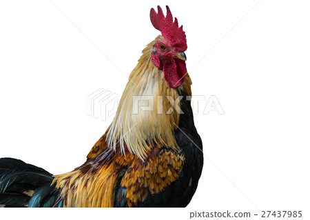chicken bantam, Rooster isolated on white (Die cut 27437985
