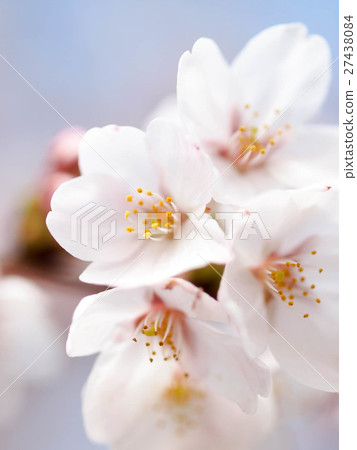Pink cherry blossoms are in full bloom Pink cherry blossoms are in full bloom 27438084