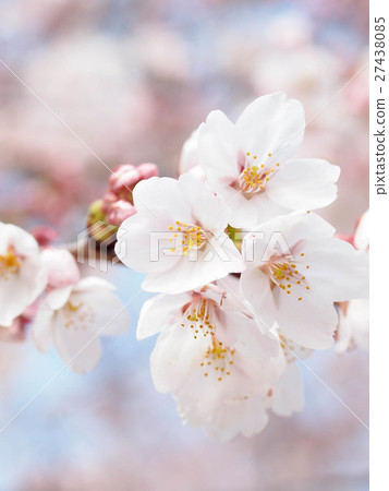 Pink cherry blossoms are in full bloom Pink cherry blossoms are in full bloom 27438085